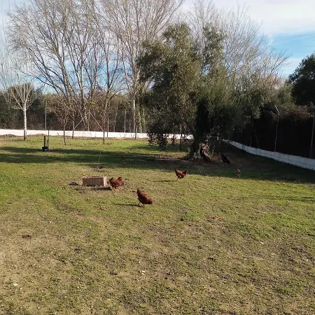 Manueles Ideal Perros Pet Friendly Gojar