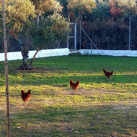Holiday home Manueles Ideal Perros Pet Friendly